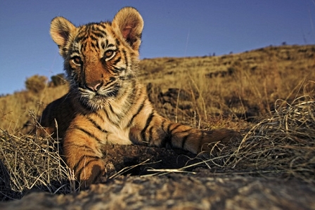 Tiger Cub